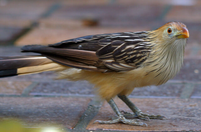 Guira Cuckoo