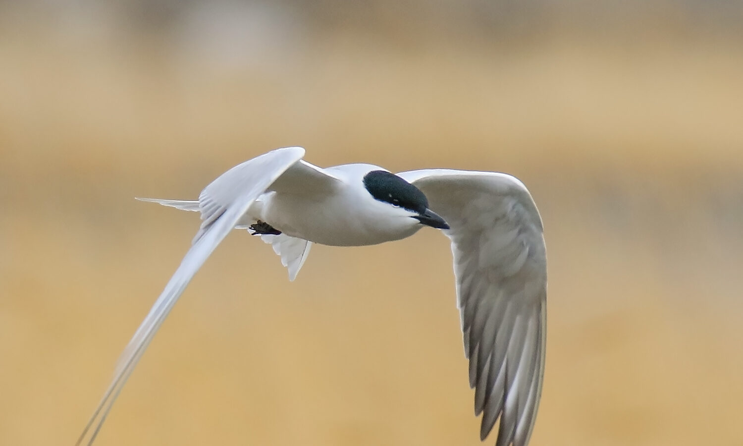 Gull-billed Tern