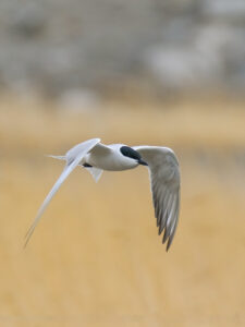 Gull-billed Tern