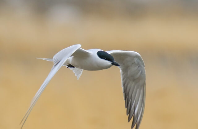 Gull-billed Tern