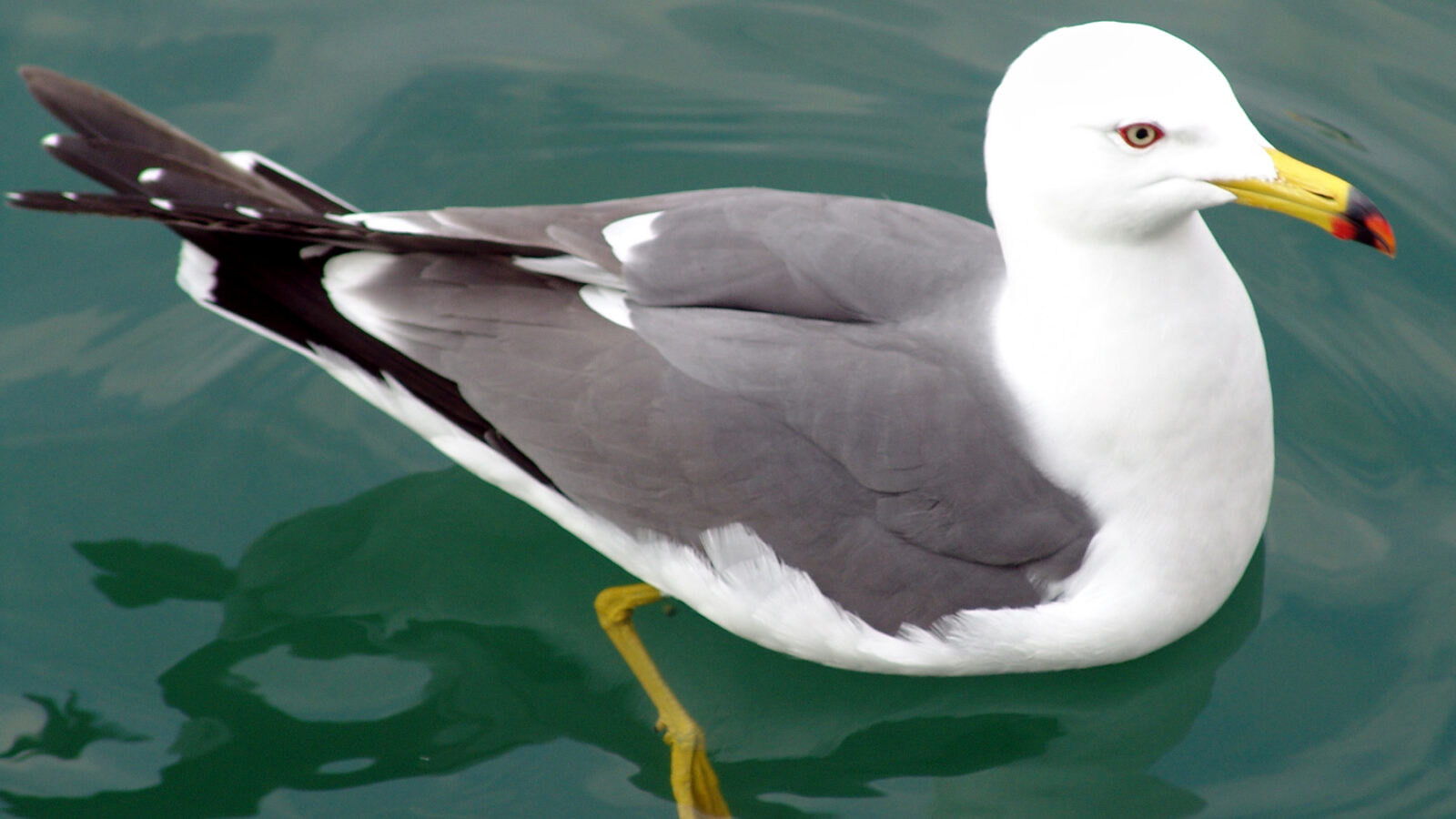 Black-tailed Gull