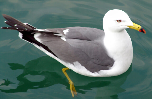 Black-tailed Gull