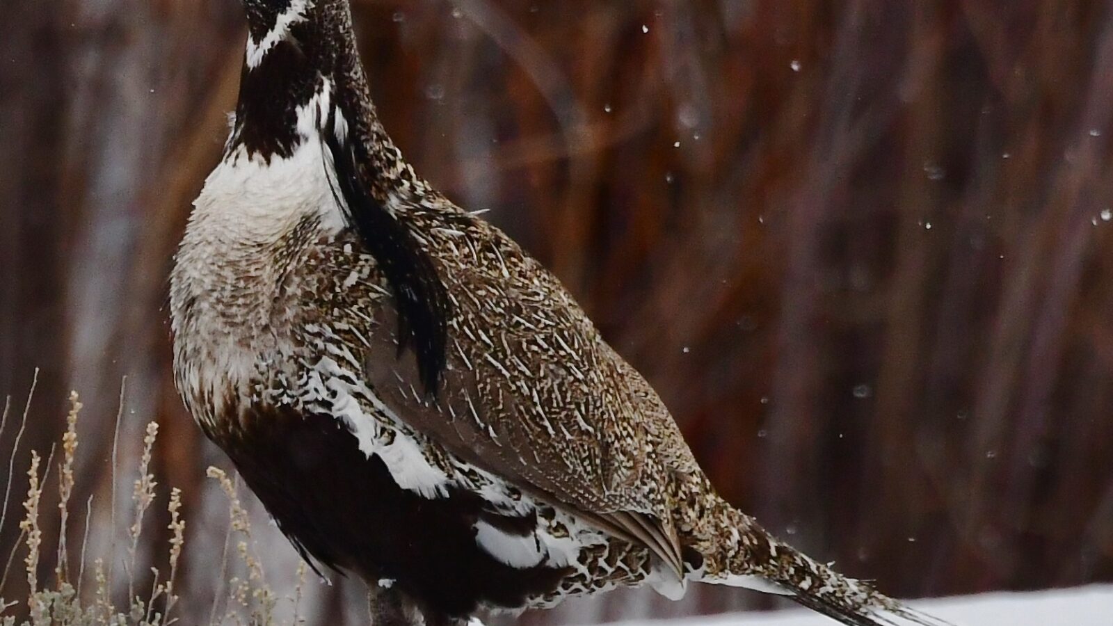 Gunnison Grouse