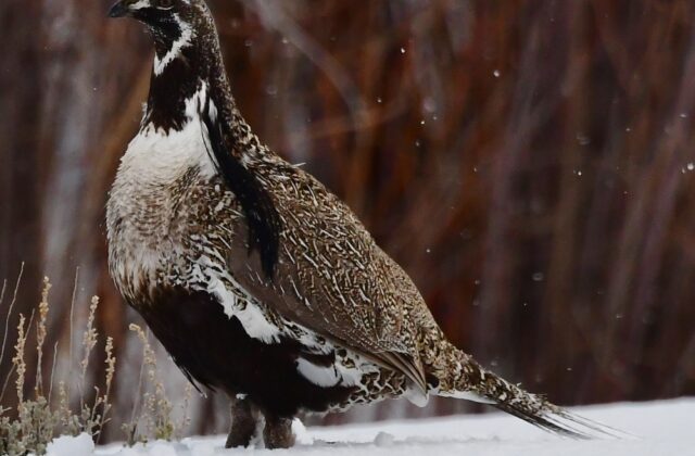 Gunnison Grouse