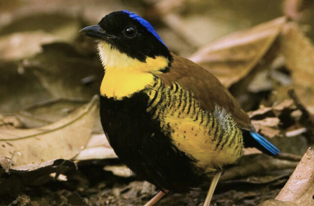 Gurney’s Pitta