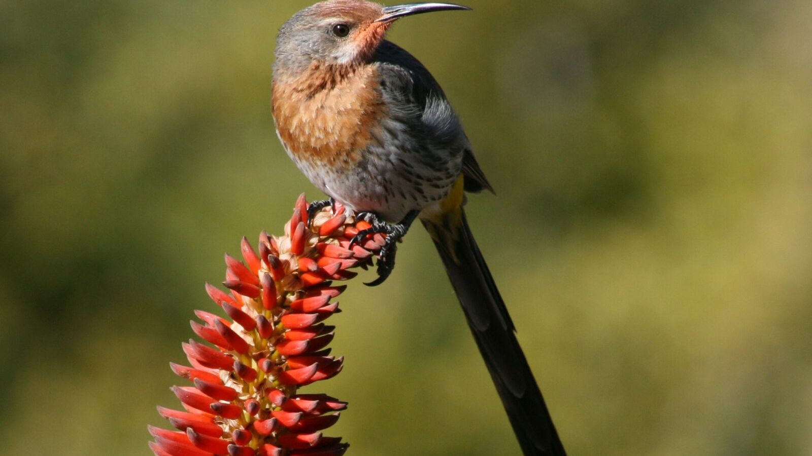Gurney’s Sugarbird