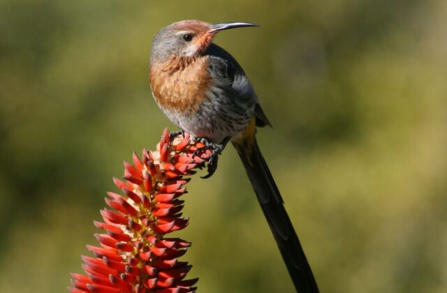Gurney’s Sugarbird