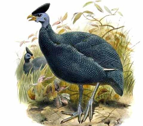 Plumed Guineafowl