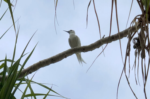 Little White Tern