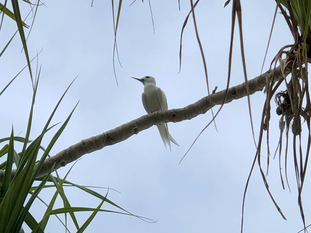 Little White Tern