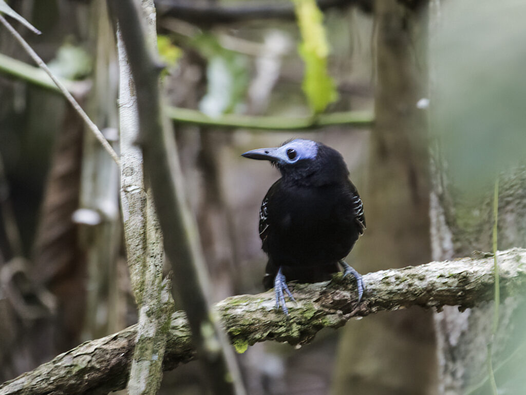 Bare-crowned Antbird