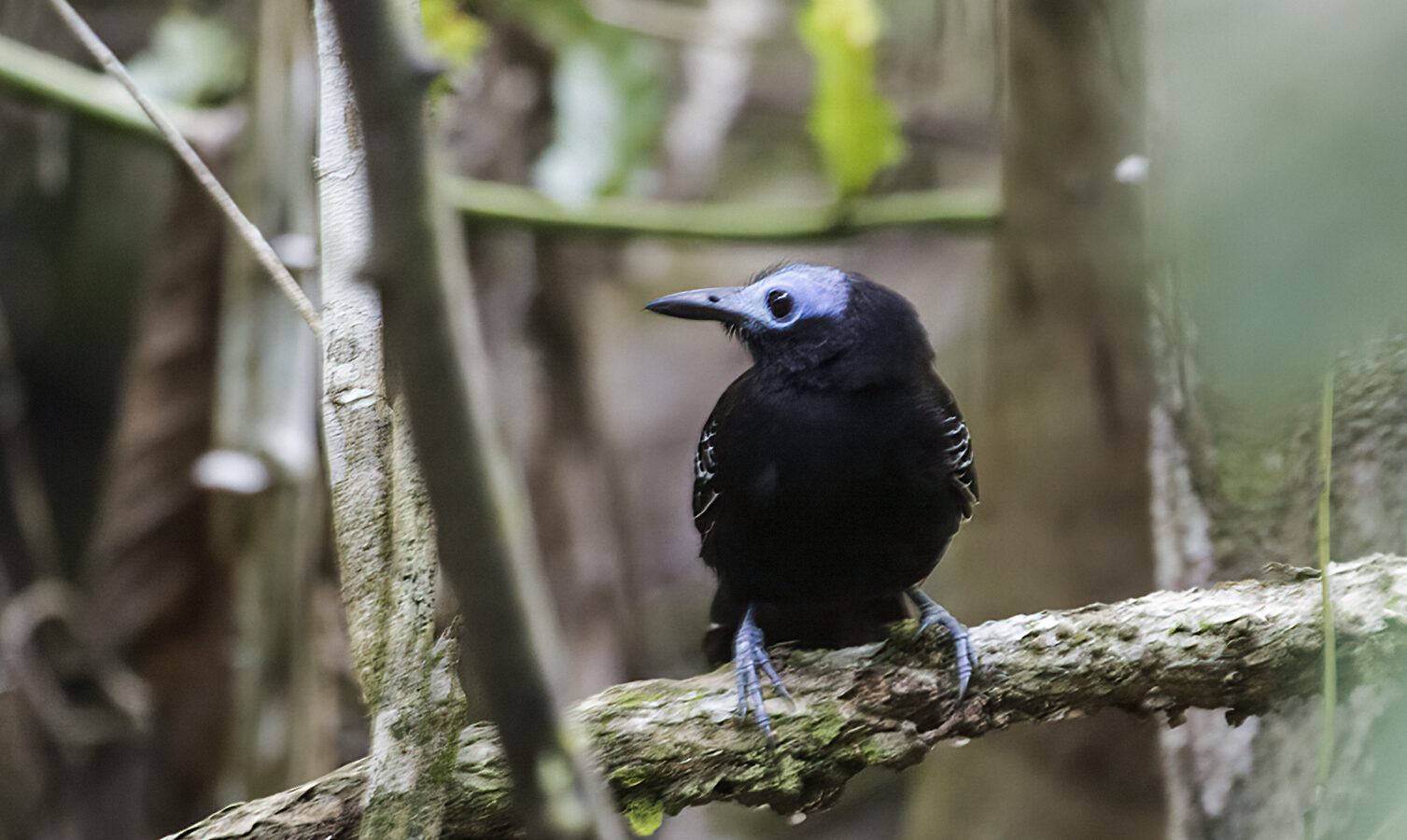 Bare-crowned Antbird