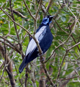 Bare-necked Fruitcrow