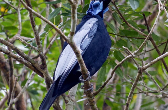 Bare-necked Fruitcrow
