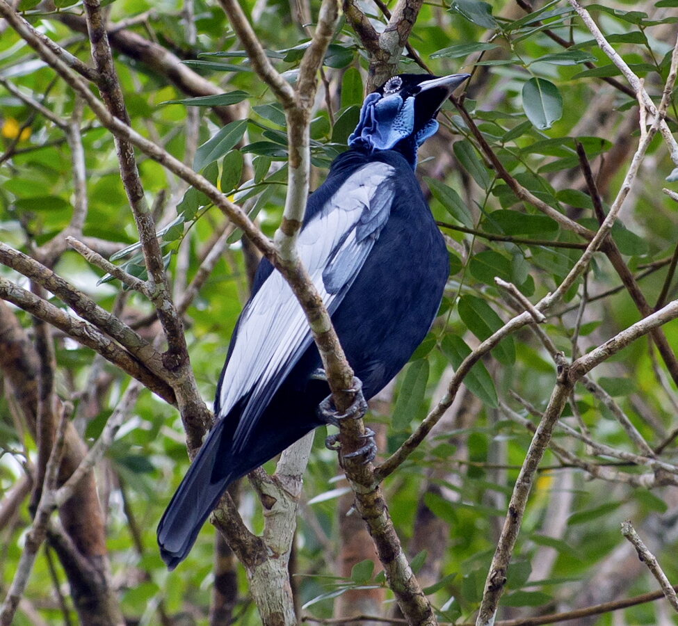 Bare-necked Fruitcrow
