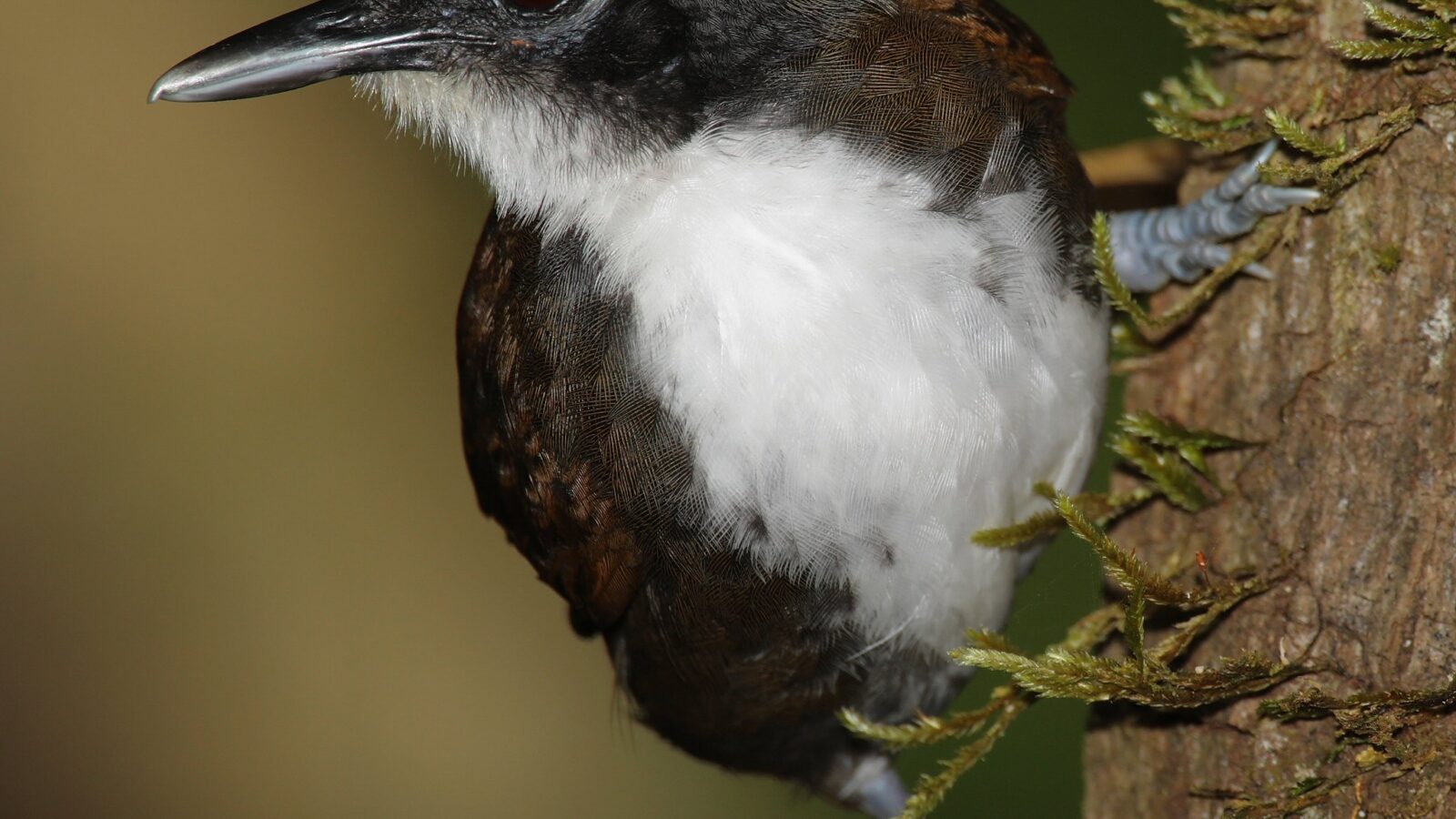 Bicolored Antbird