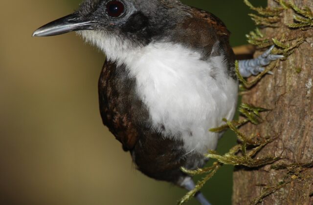 Bicolored Antbird