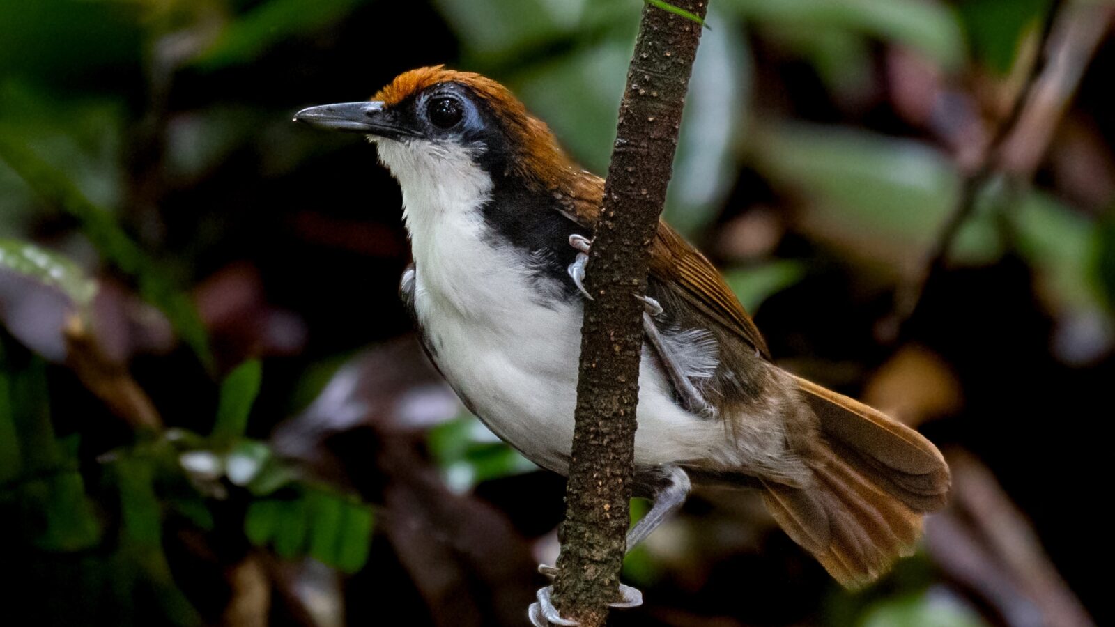 White-cheeked Antbird