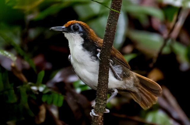 White-cheeked Antbird