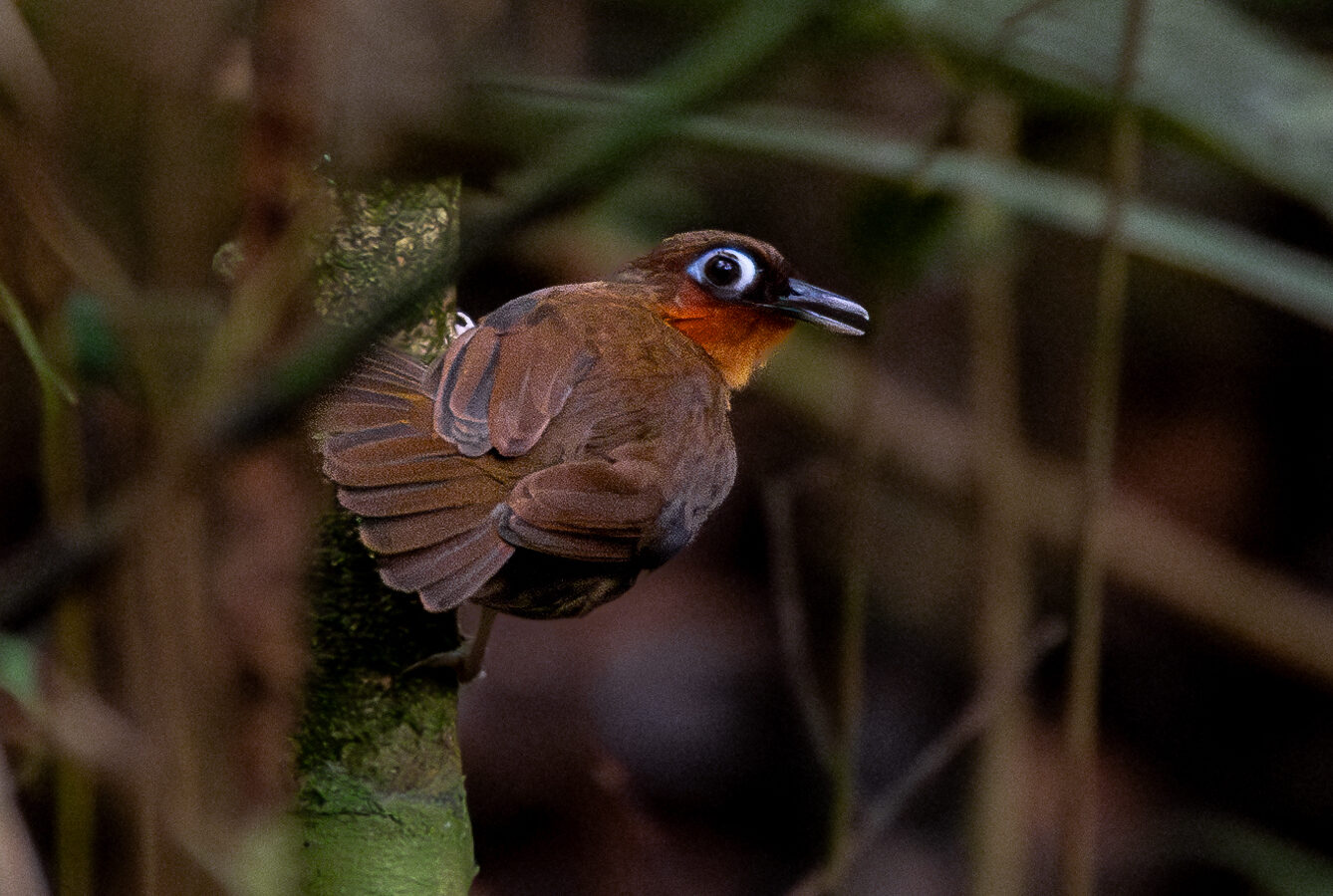 Rufous-throated Antbird