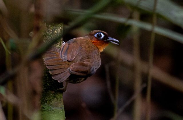 Rufous-throated Antbird