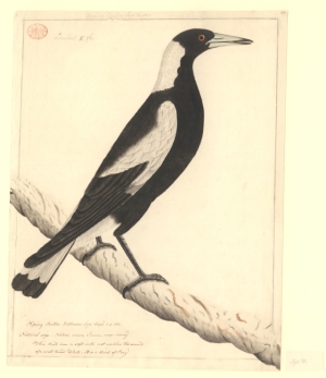 White-winged Magpie