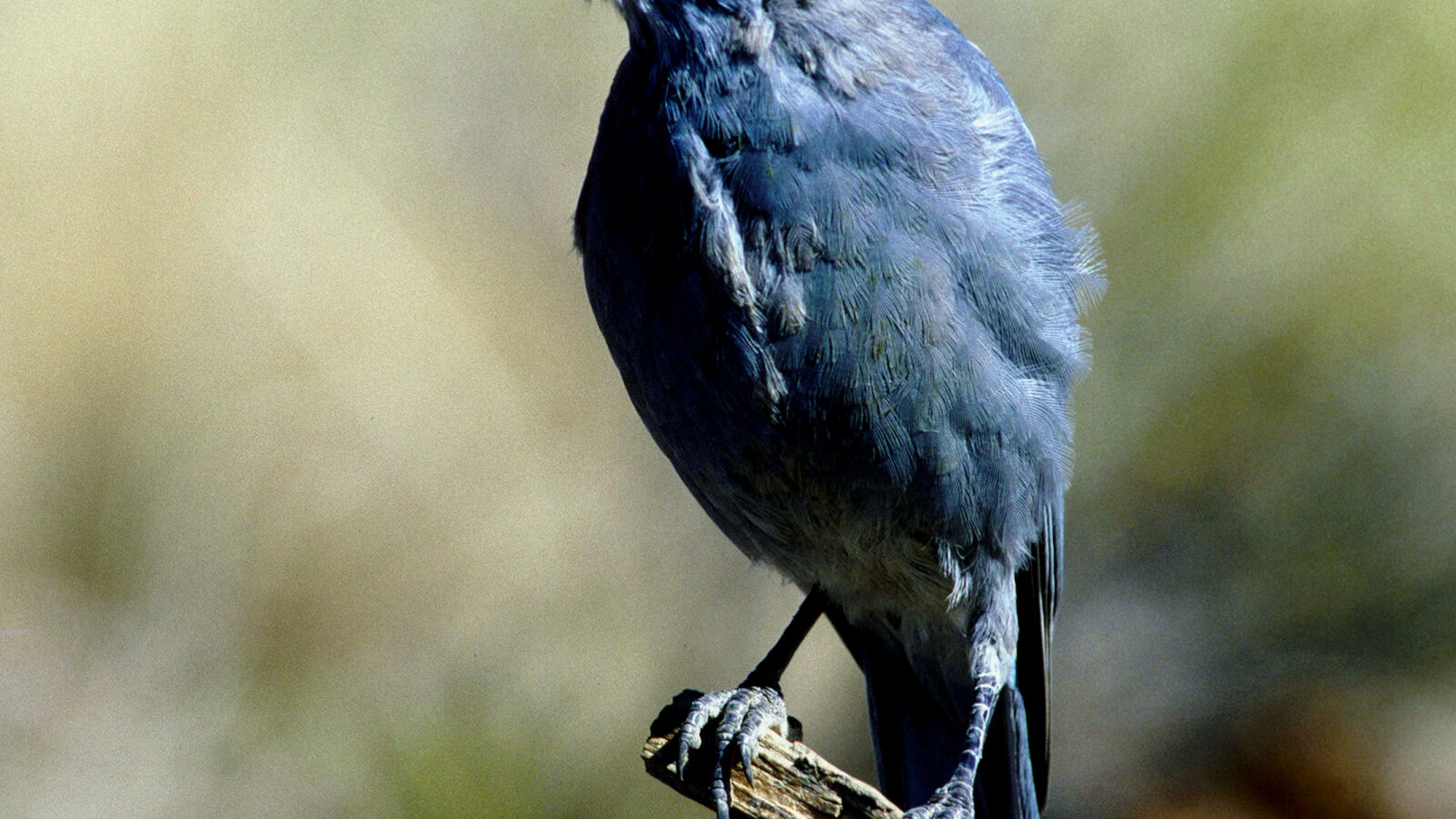 Pinyon Jay