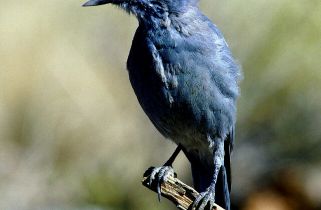 Pinyon Jay