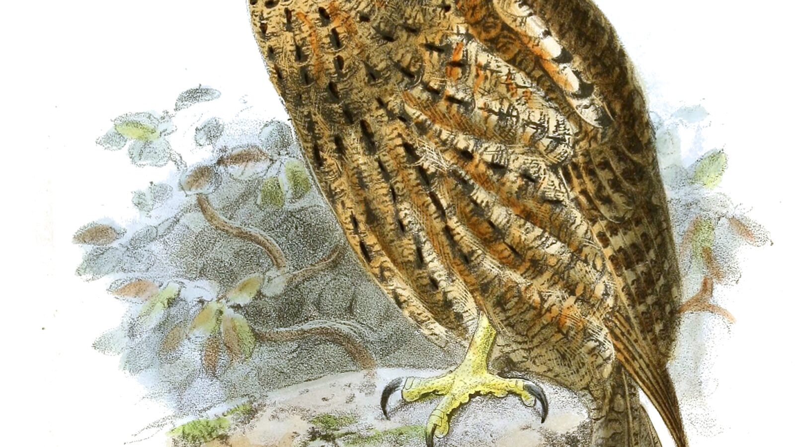 Seychelles Scops Owl