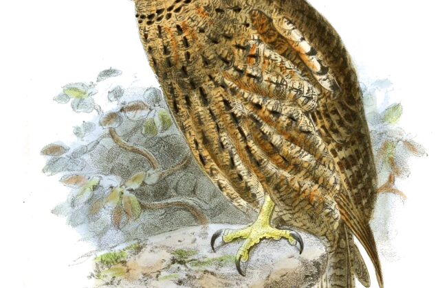 Seychelles Scops Owl