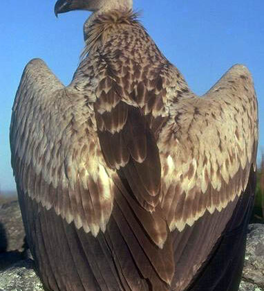 Cape Vulture
