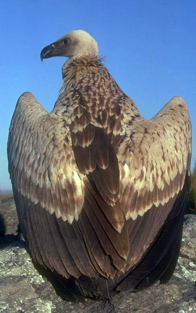 Cape Vulture