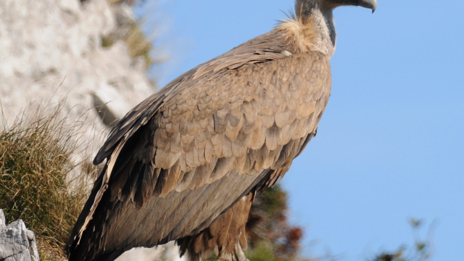 Griffon Vulture