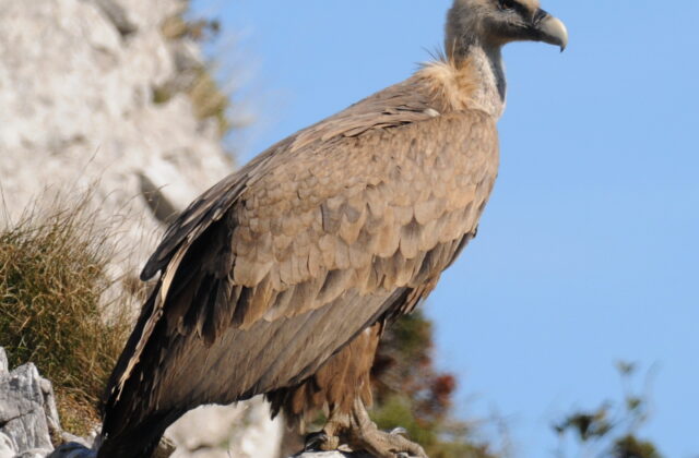 Griffon Vulture
