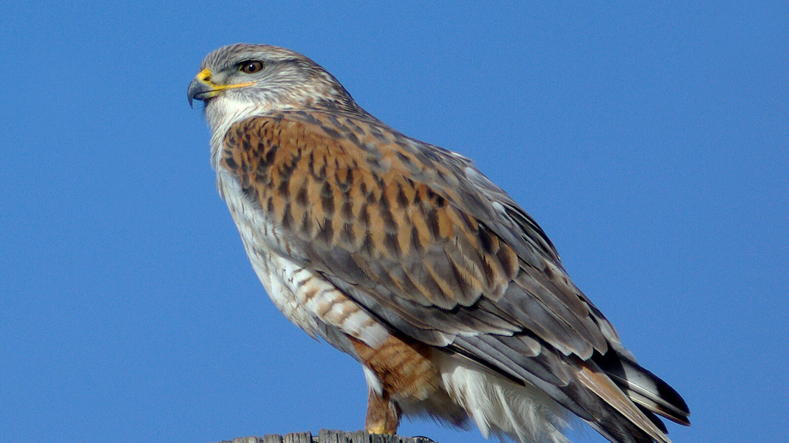 Ferruginous Hawk