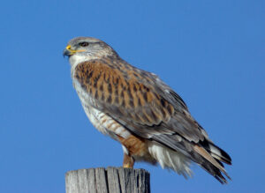 Ferruginous Hawk