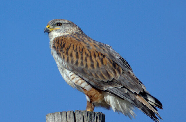 Ferruginous Hawk