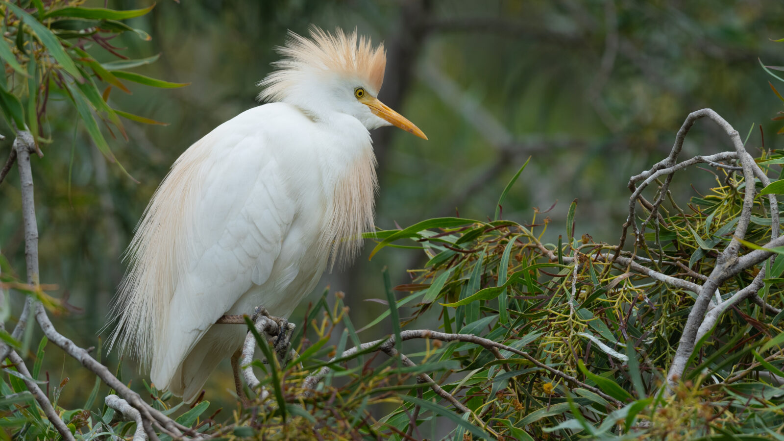 Western Cattle Egret