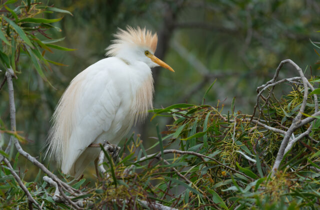 Western Cattle Egret