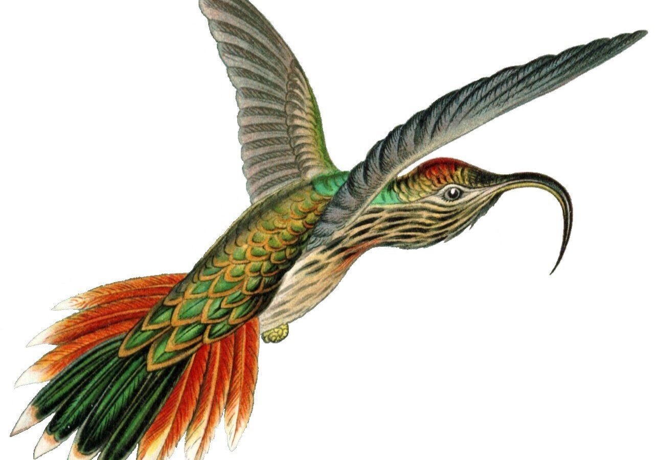Buff-tailed Sicklebill