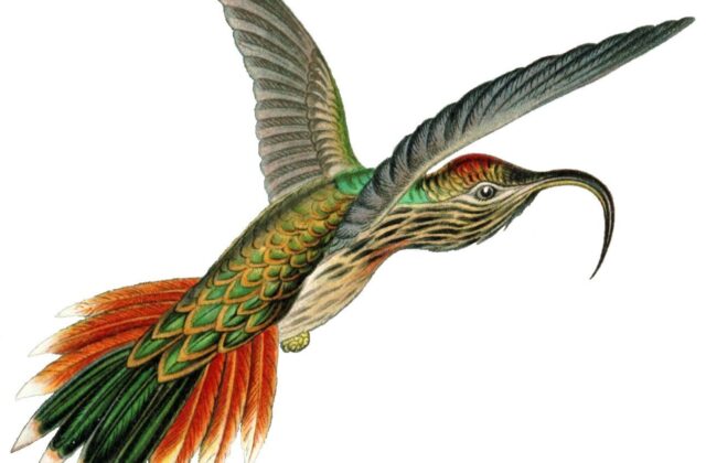 Buff-tailed Sicklebill