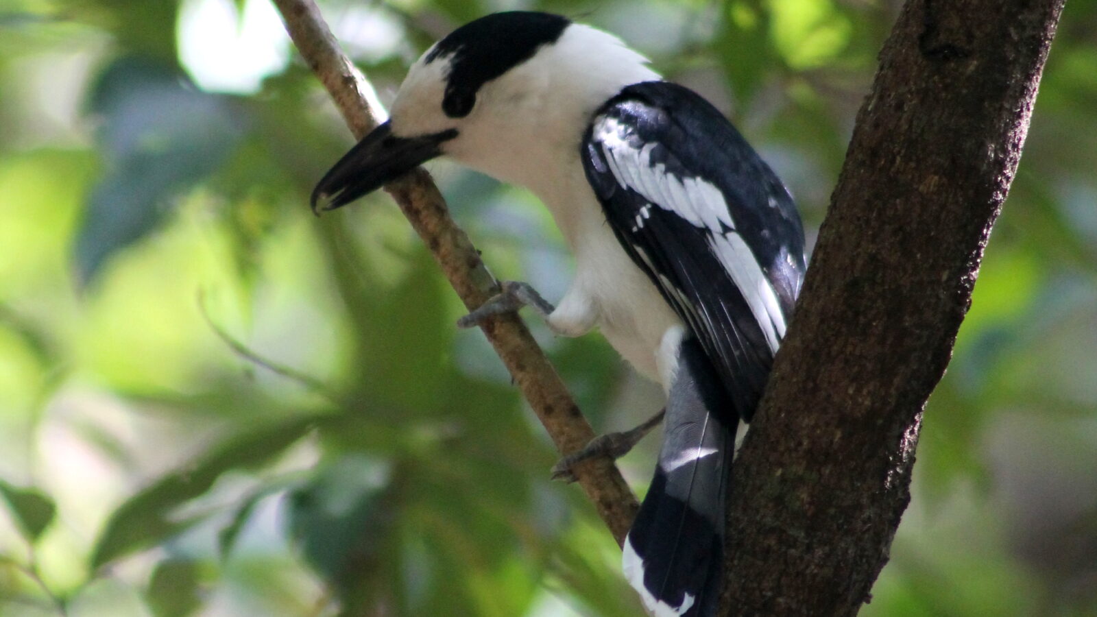 Hook-billed Vanga