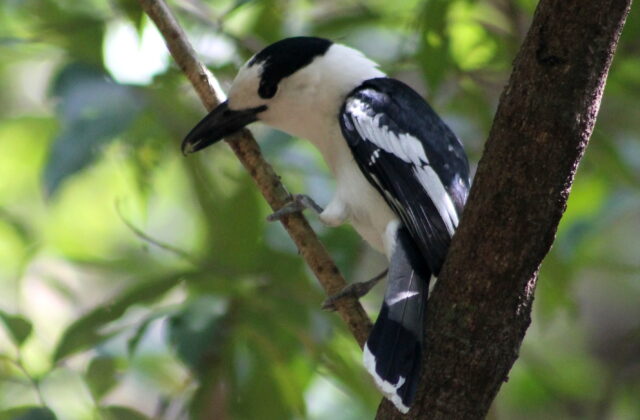 Hook-billed Vanga