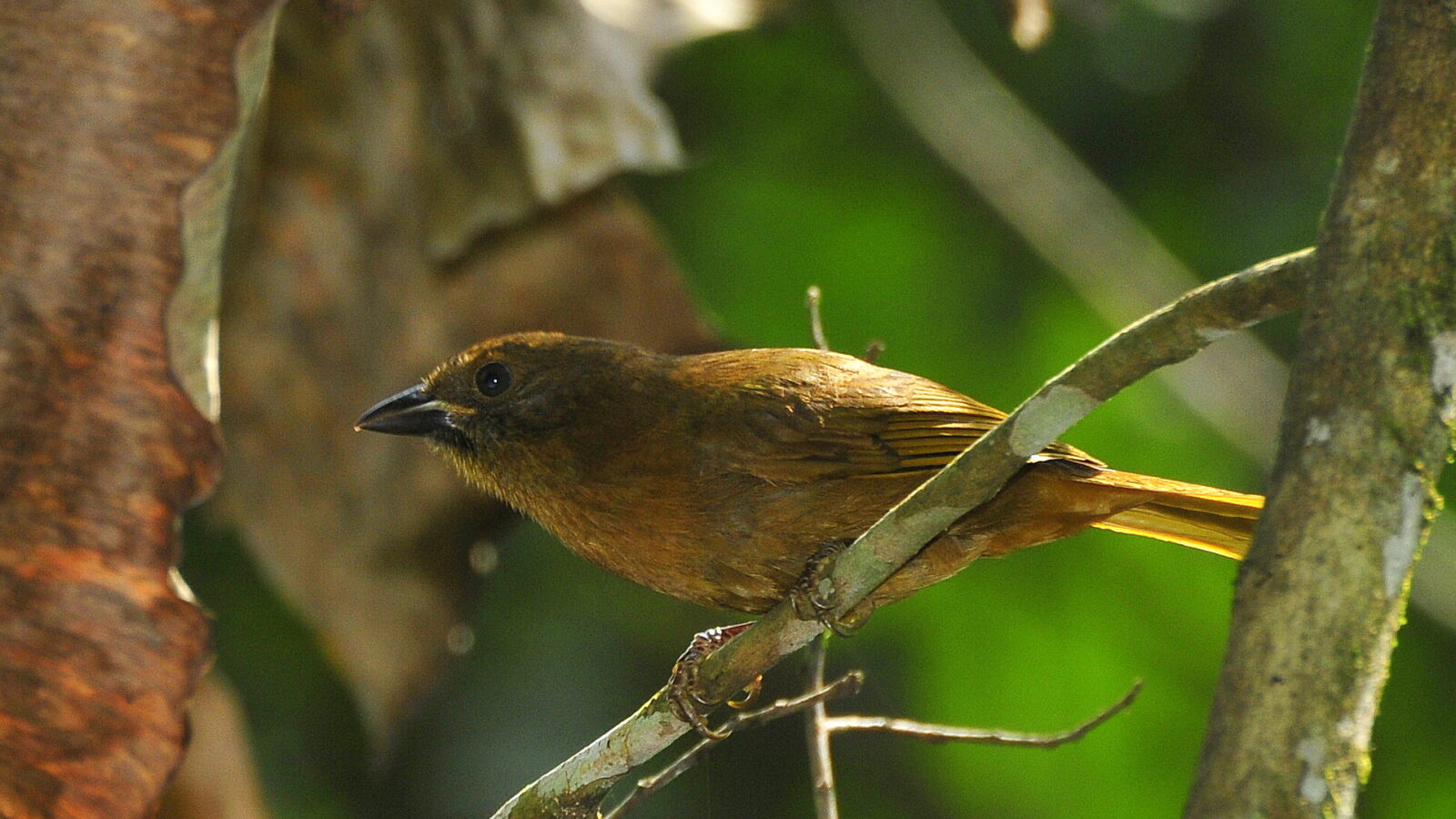 Red-crowned Ant Tanager