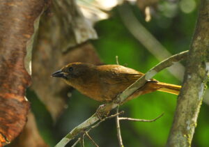 Red-crowned Ant Tanager