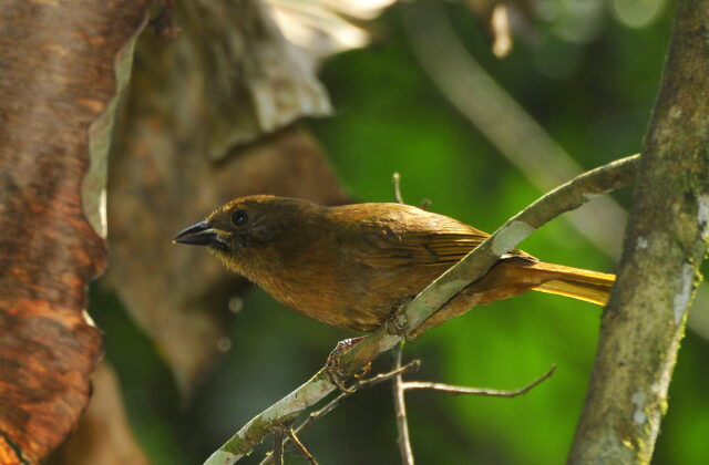 Red-crowned Ant Tanager