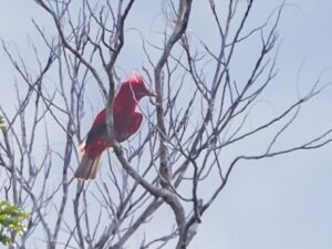 Crimson Fruitcrow