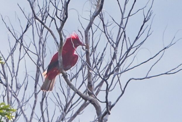 Crimson Fruitcrow
