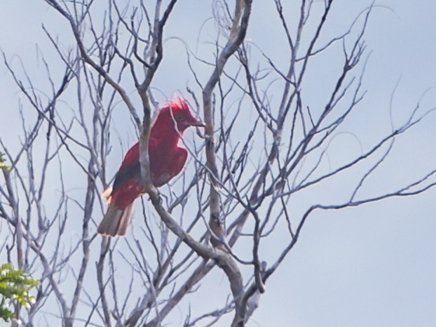 Crimson Fruitcrow
