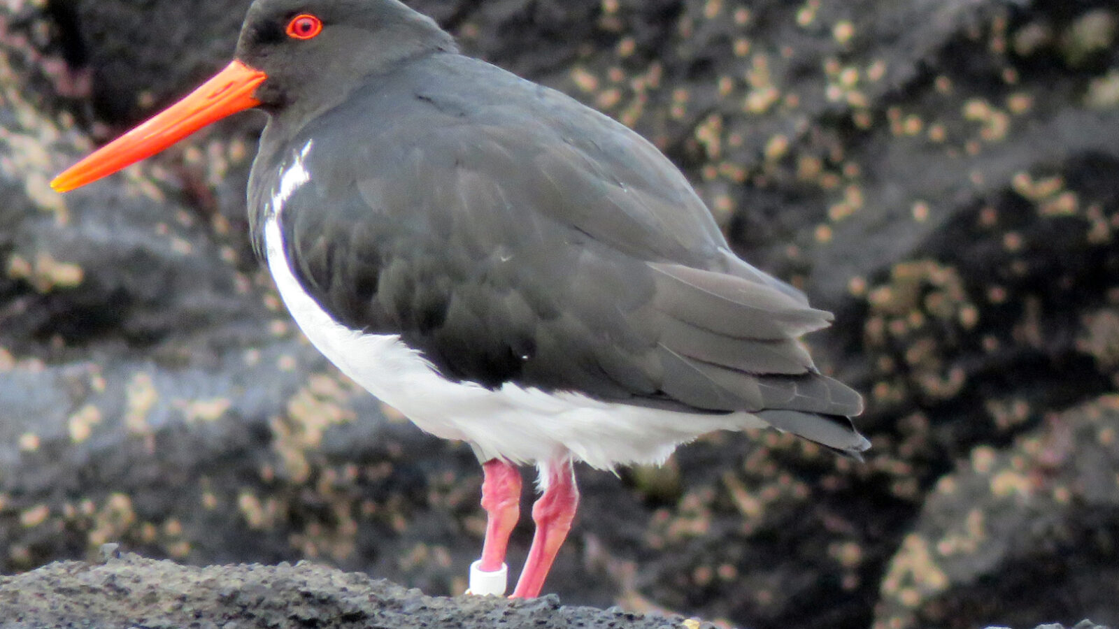 Chatham Islands Oystercatcher